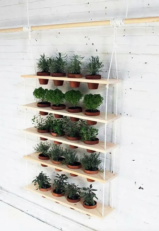 10 opciones para cultivar en casa