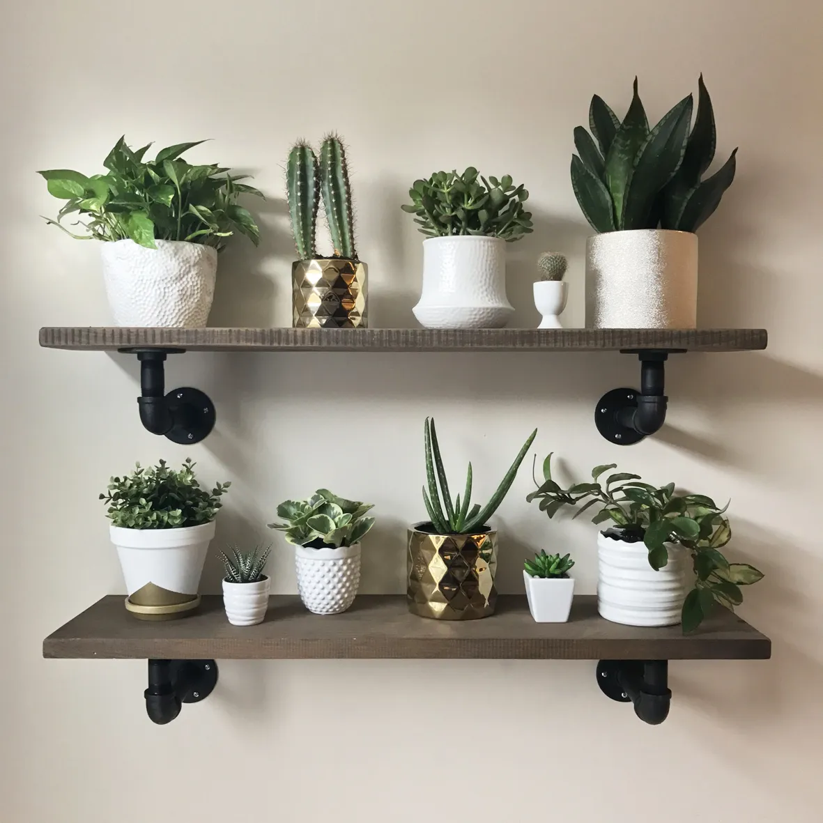 10 opciones para cultivar en casa