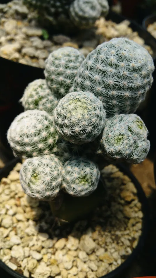Jardines suculentos
