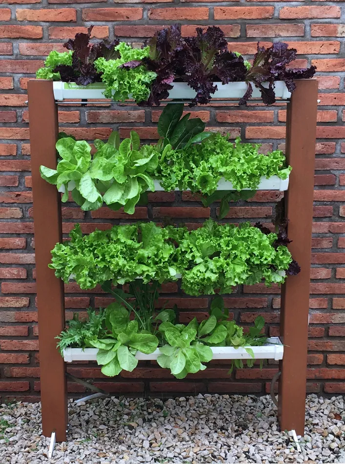 10 opciones para cultivar en casa