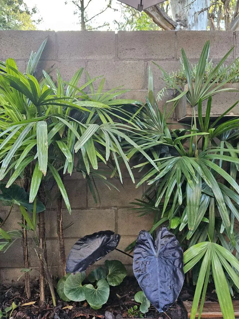 cardales-paisajismo_06