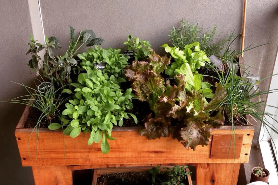 10 opciones para cultivar en casa