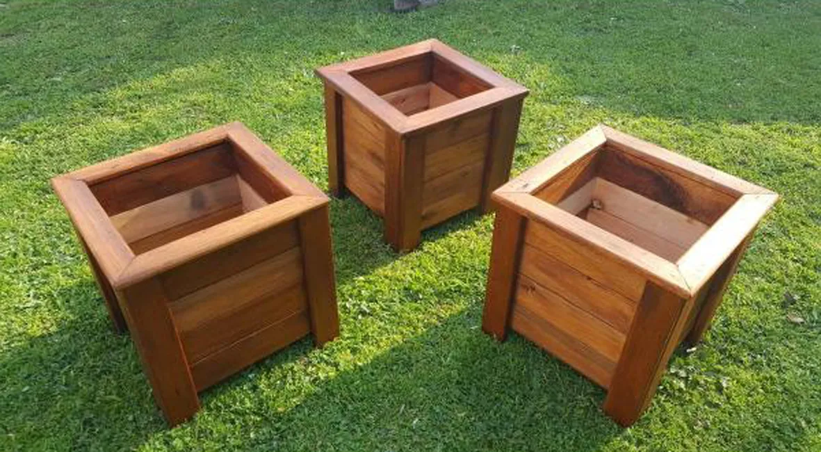 10 opciones para cultivar en casa