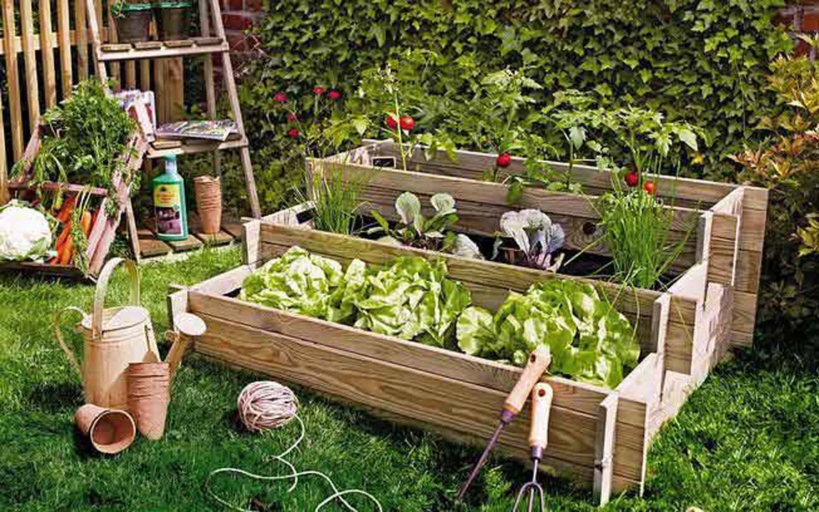 10 opciones para cultivar en casa