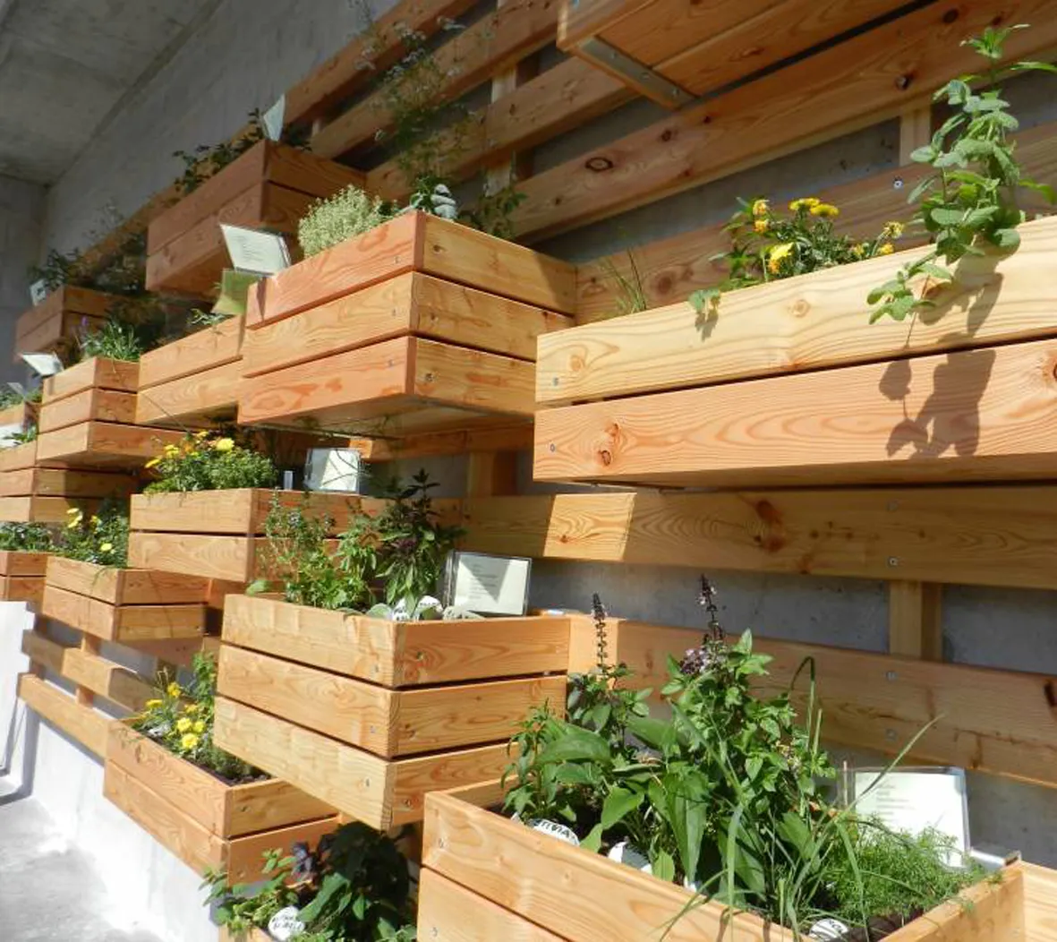 10 opciones para cultivar en casa