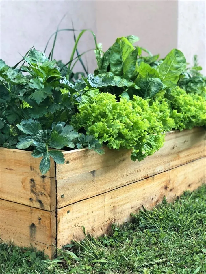 10 opciones para cultivar en casa