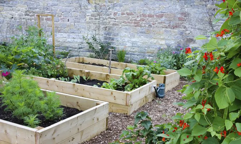 10 opciones para cultivar en casa