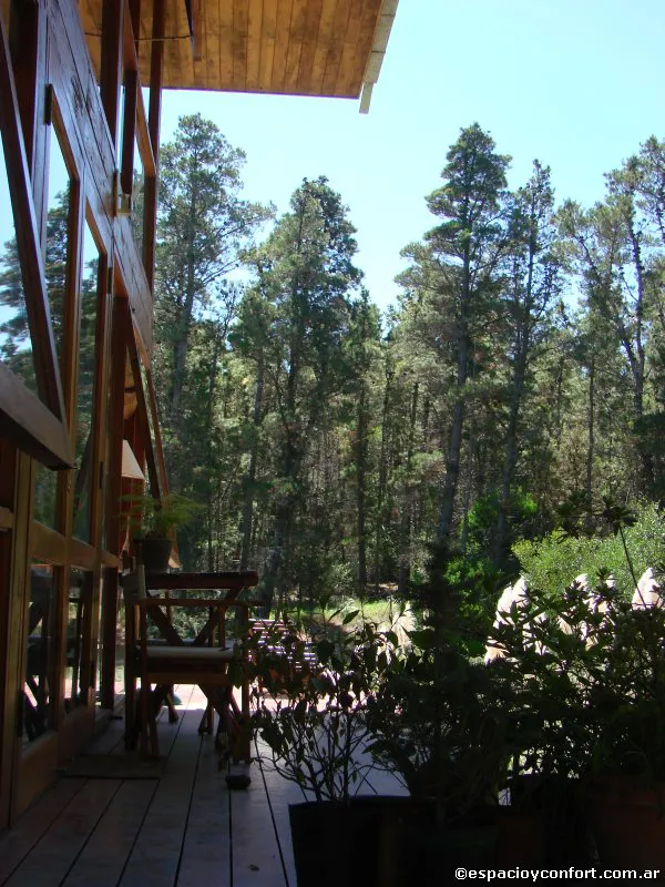 En el silencio del bosque