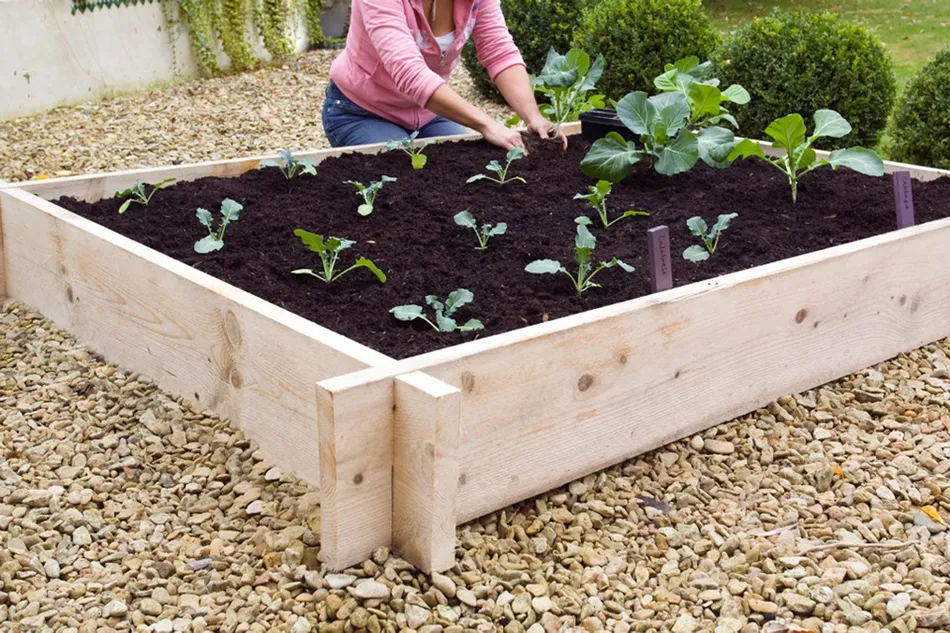 10 opciones para cultivar en casa