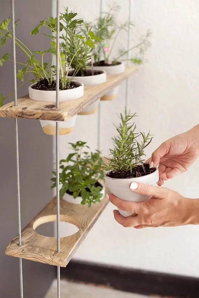 10 opciones para cultivar en casa