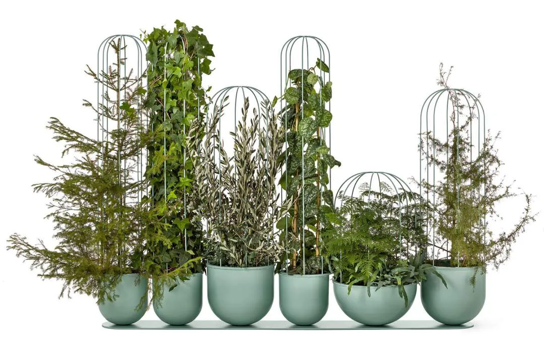 cactus_03