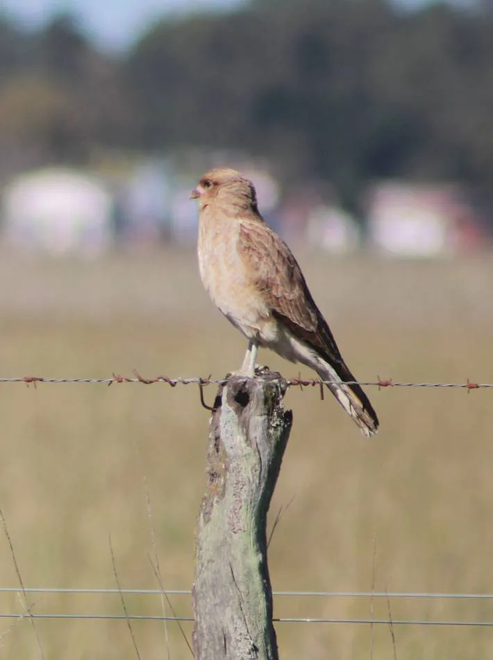 Lo que se viene en San Vicente