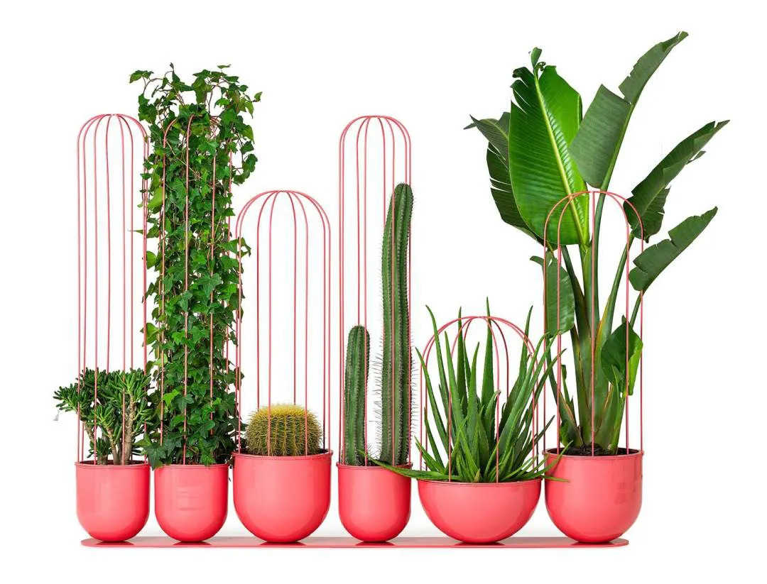 cactus_01