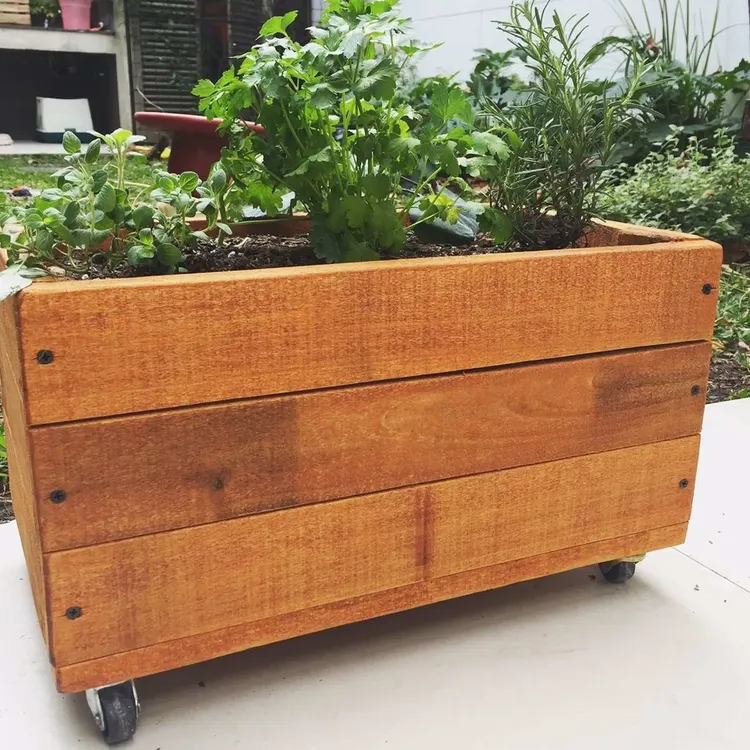 10 opciones para cultivar en casa