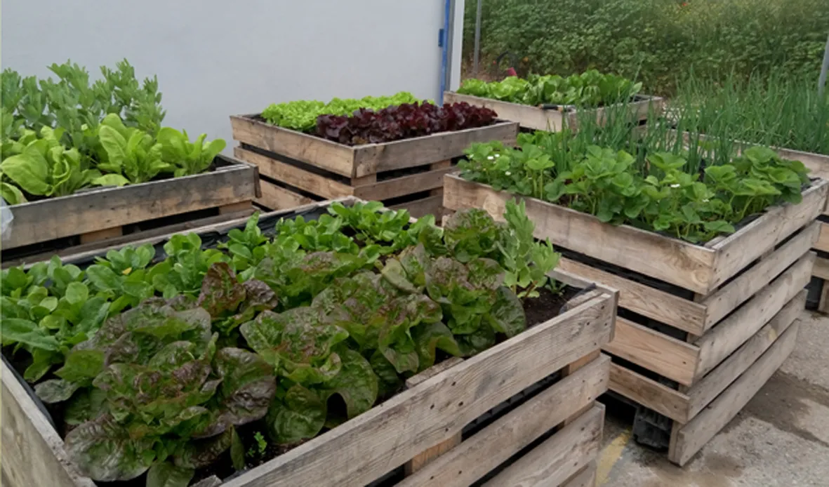 10 opciones para cultivar en casa