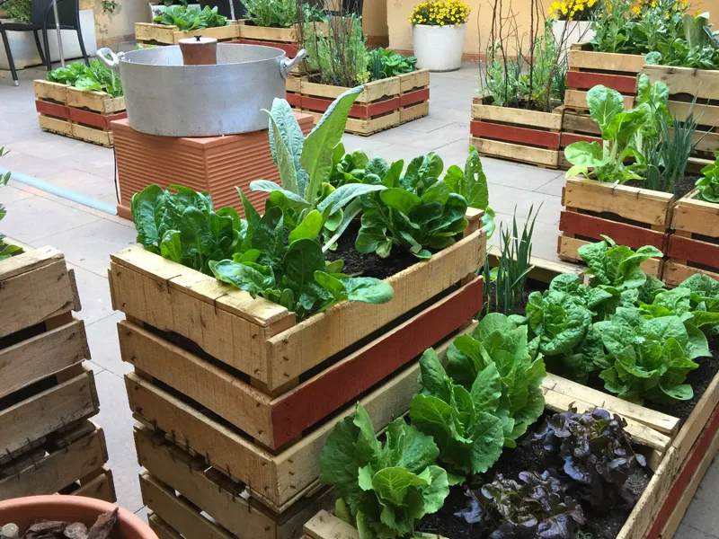 10 opciones para cultivar en casa