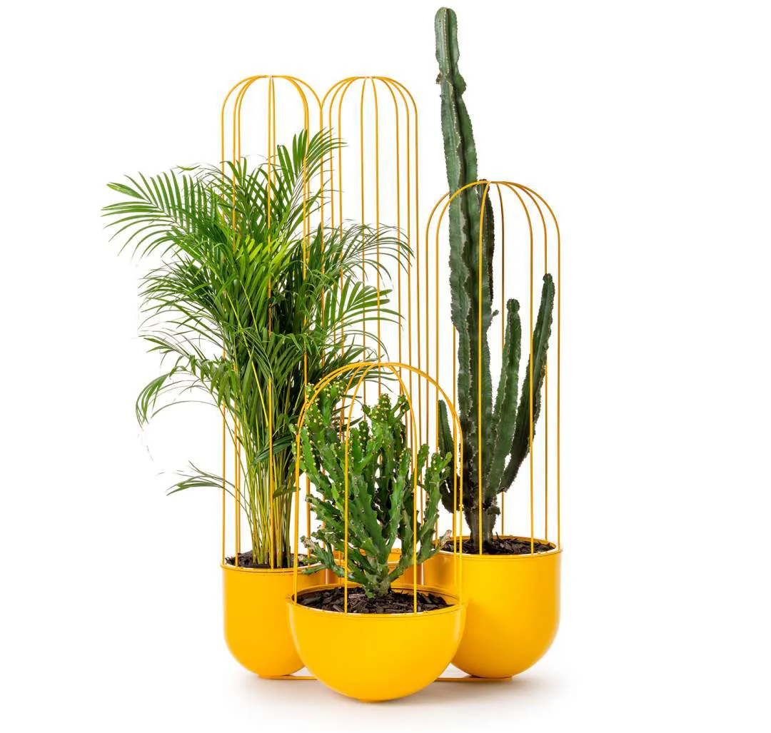 cactus_05