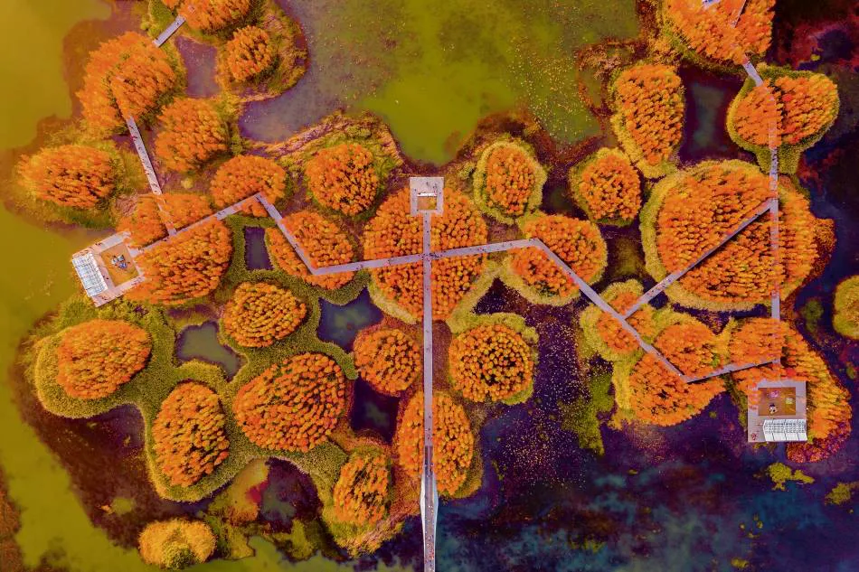 Un bosque flotante: Fish Tail Park