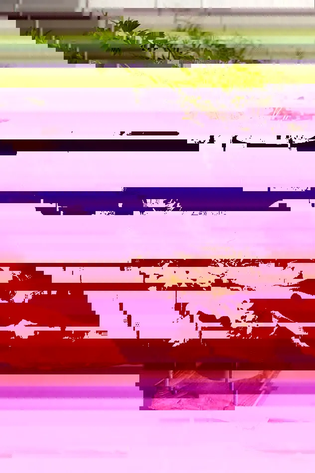 10 opciones para cultivar en casa